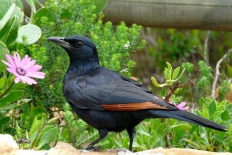 Red-winged Starling (Onychognathus_morio) 8